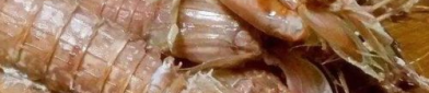 皮皮虾网红吃瓜,皮皮虾网红美食，椒盐诱惑，肥美滋味一网打尽
